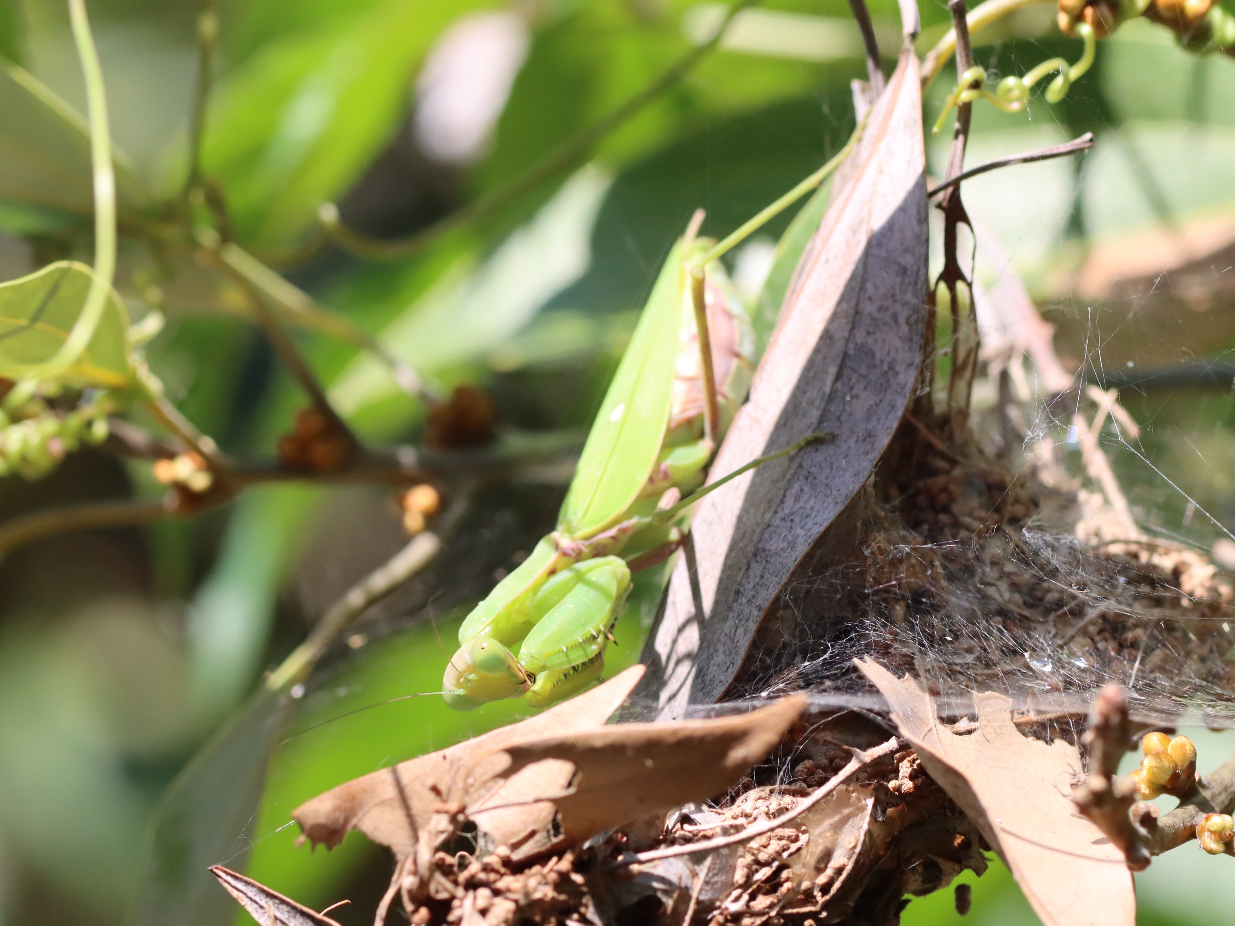 ハラビロカマキリ5